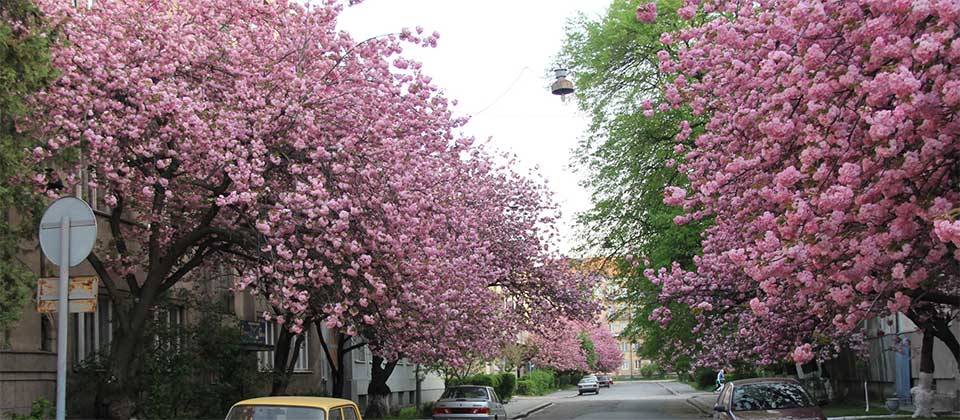 Сакуры в центре города